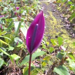Purple Tulip Anthurium Flower