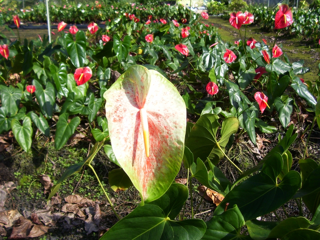 Anthuriums How To Care For Anthurium Flowers