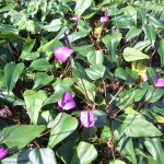 Purple Tulip Anthurium Plants