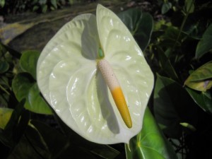 Anthurium de jazmín