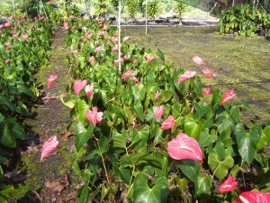 Pink Anthurium Plants