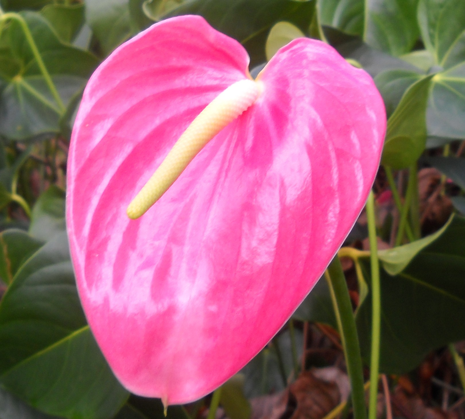 20 pcs Hardy Plants Variety Rare Perennial Details about   Pink Anthurium Flower Bonsai Seeds 