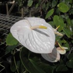 White Anthurium