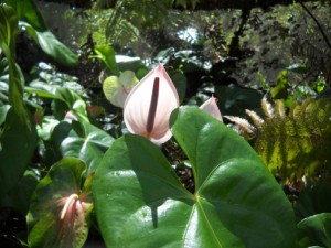 Tulip Anthurium