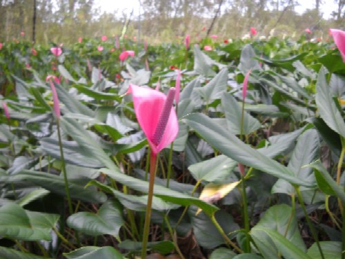 Fragrant Tulip Anthurium