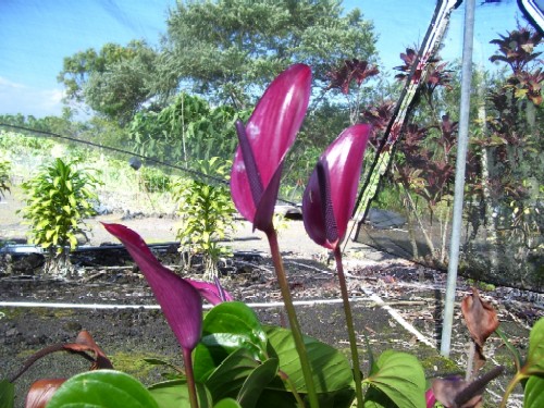 Purple Tulip Anthurium