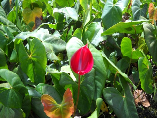 Red Tulip Anthurium