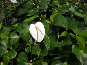 White Anthurium Flower