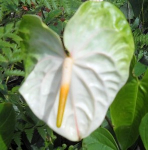 White Obake Anthurium Flower