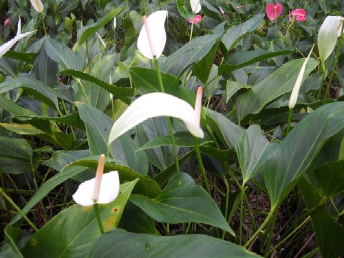 White Tulip Anthurium