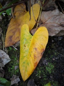 Anthurium Brown Leaves