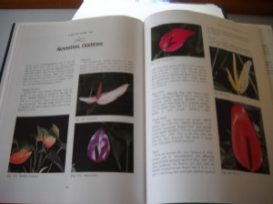 A Look Inside of Breeding Anthuriums in Hawaii